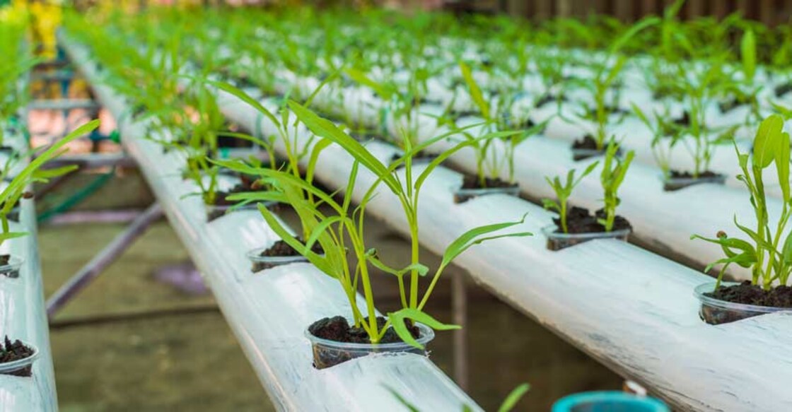 Column | Why Kerala needs to become a pioneer in urban farming