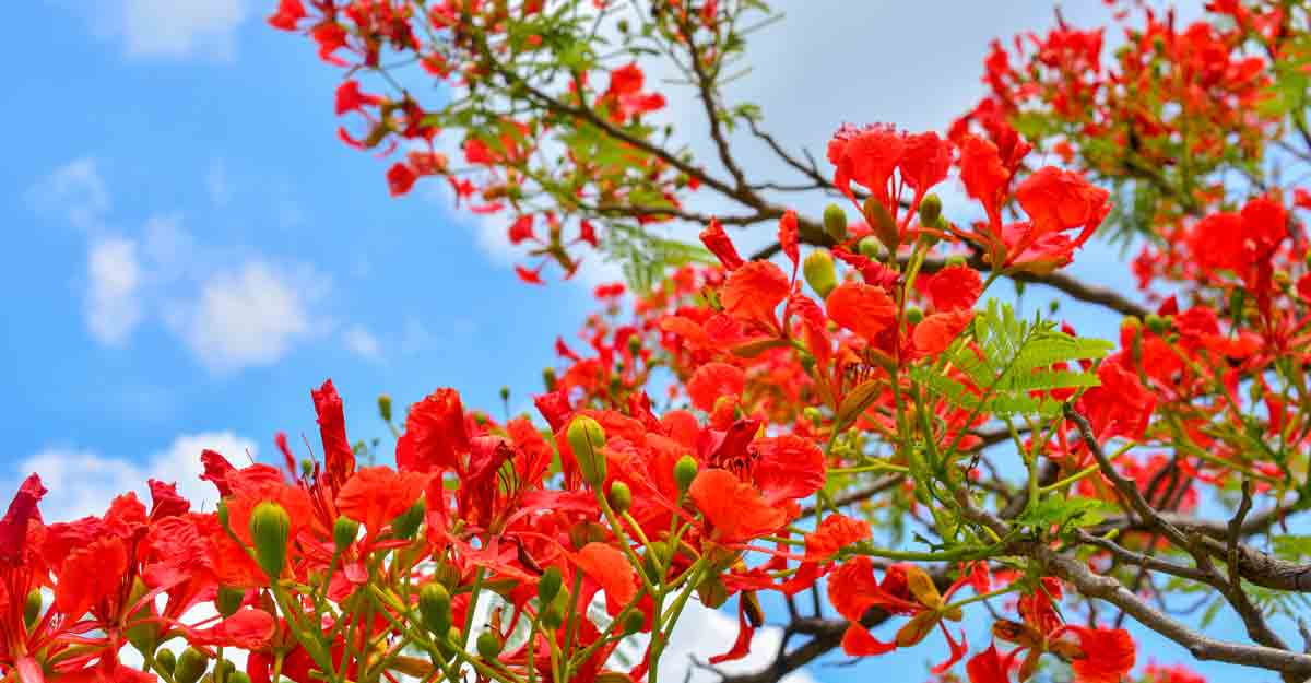 Download DSLR Blur Gulmohar Tree Wallpaper | Wallpapers.com