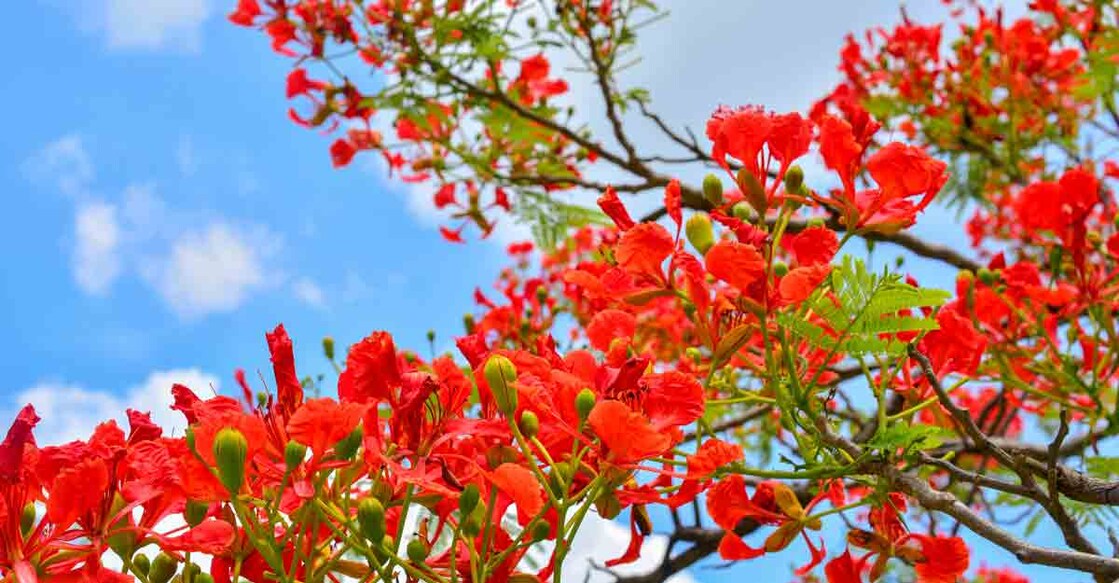 gulmohar-kaalvaripoo