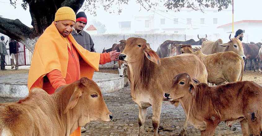 Yogi on a wild goose chase as stray cattle menace flares up