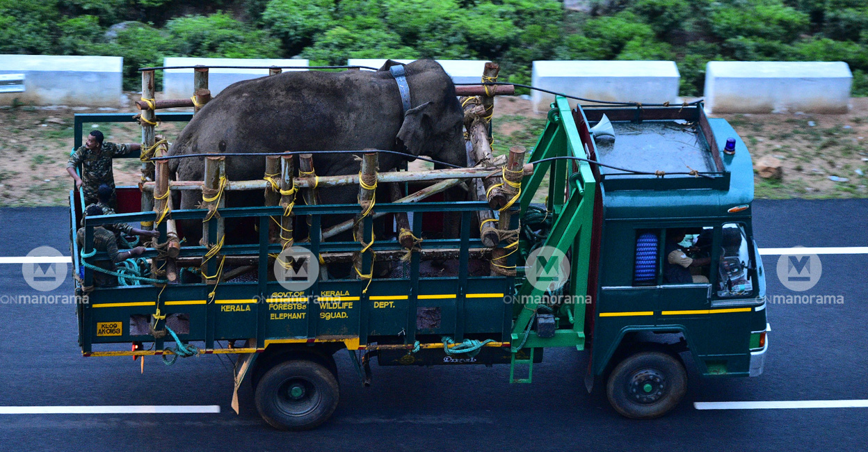 arikomban-mission11 Arikomban being translocated to Periyar Wildlife Sanctuary. Photo: Manorama