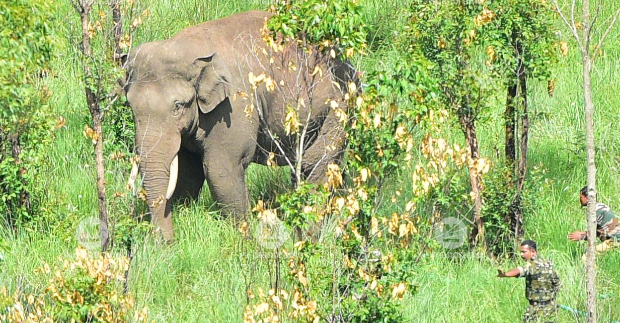 Arikomban was tranquilised and shifted to Kothayar forest. Photo: Manorama