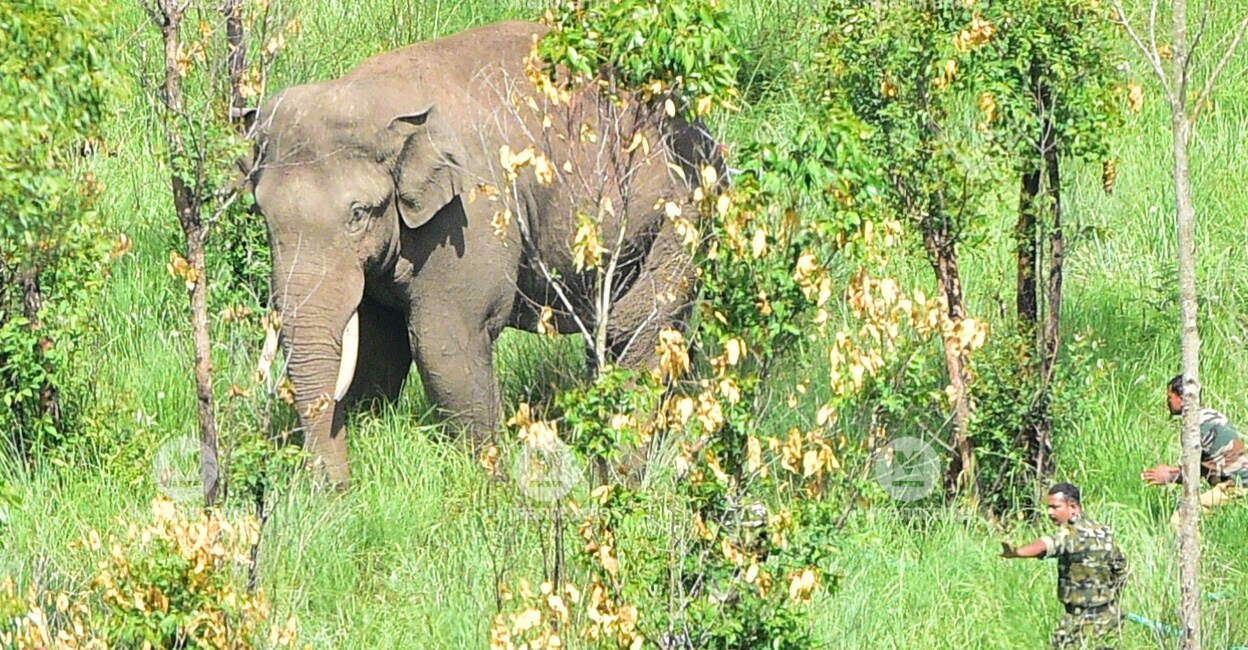 Arikomban was tranquilised and shifted to Kothayar forest. Photo: Manorama