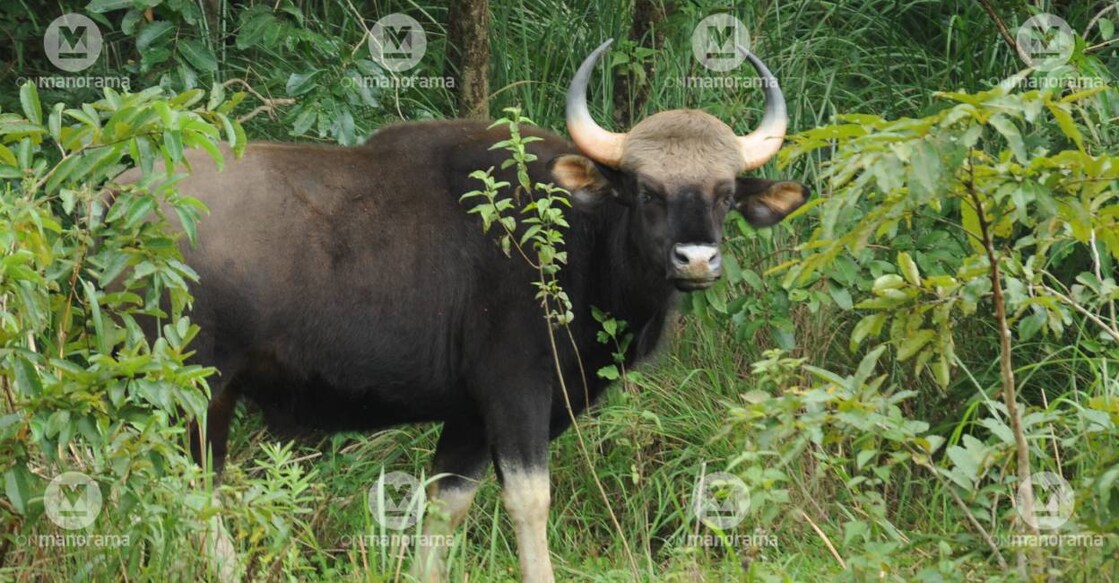 Gaur in Periyar Tiger Reserve. Photo: Rijo Joseph