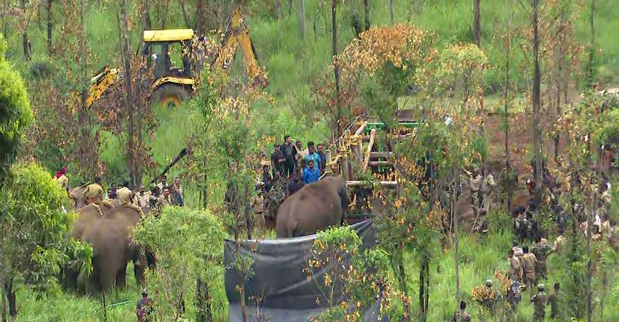 mission-arikomban-15 Arikomban being loaded onto a lorry with the help of kumki elephants. Screengrab/Manorama News