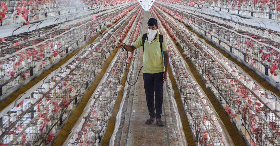 Bird deaths reported in Jharkhand, UP; Centre issues advisories on testing, culling operations Bird deaths reported in Jharkhand, UP; Centre issues advisories on testing, culling operations