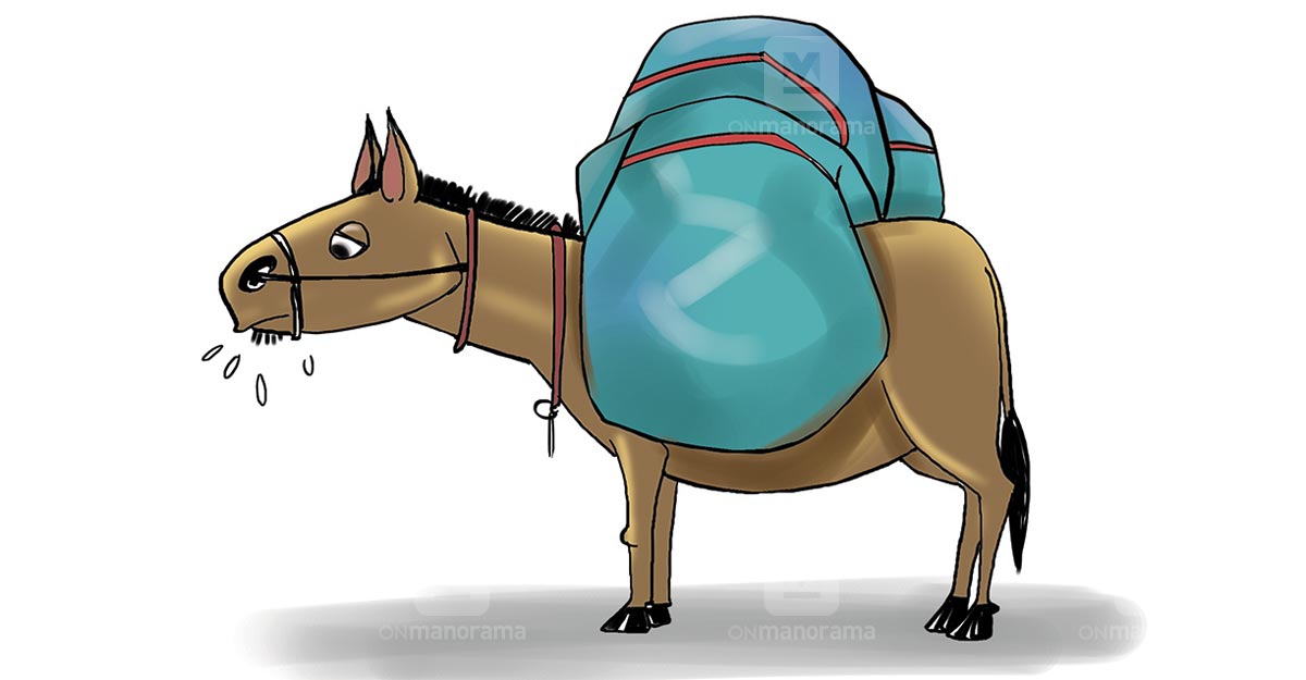 donkey-2