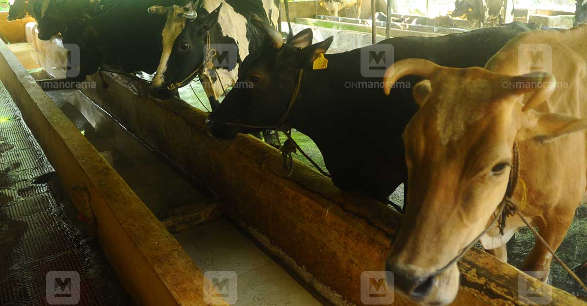 cattle-farm
