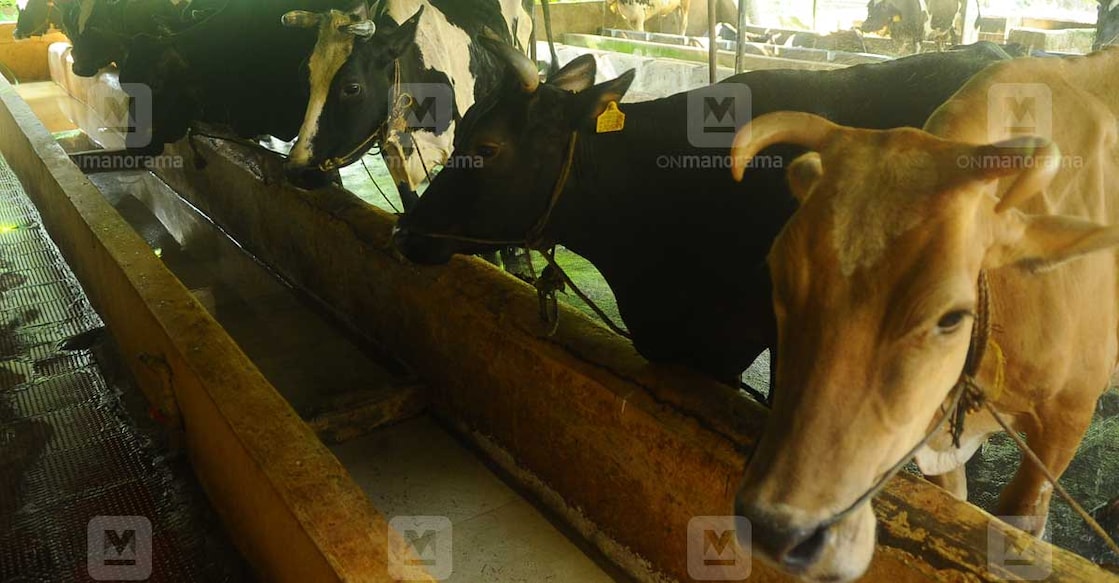 cattle-farm cattle-farm