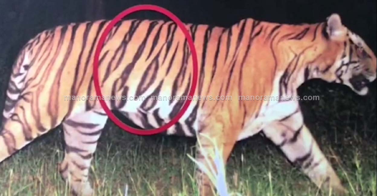 man-eating-tiger