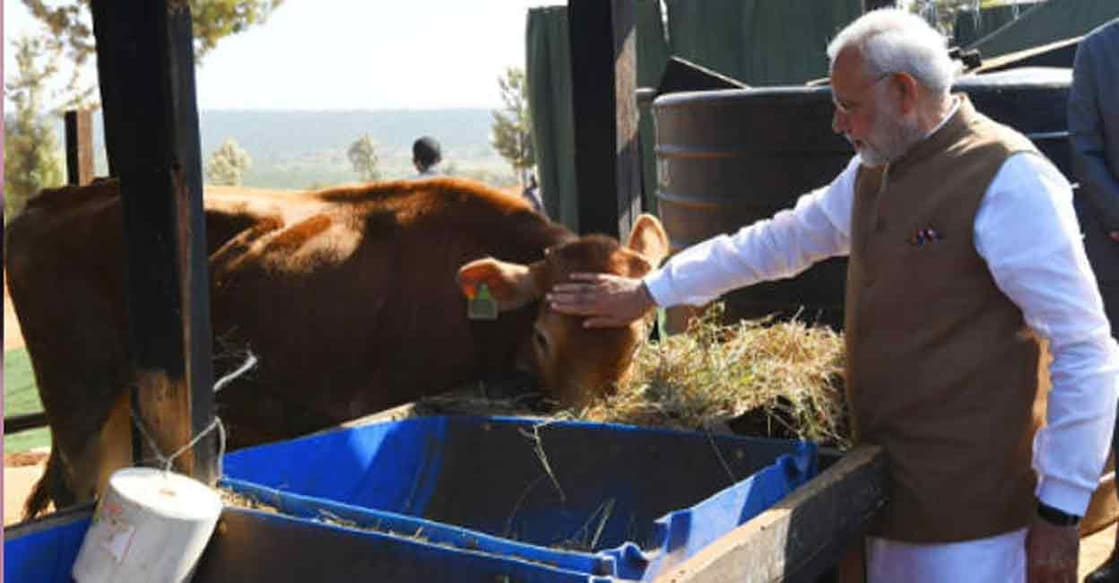 Prime Minister Narendra Modi patting a cow. File photo. 
