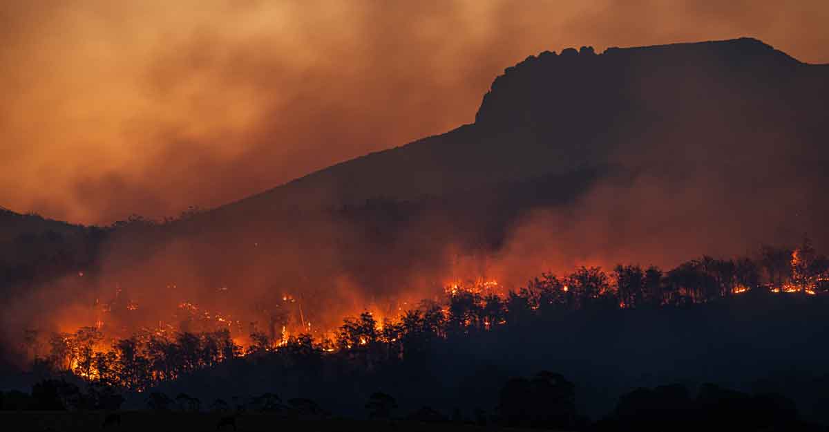 forest-fire-rep-image