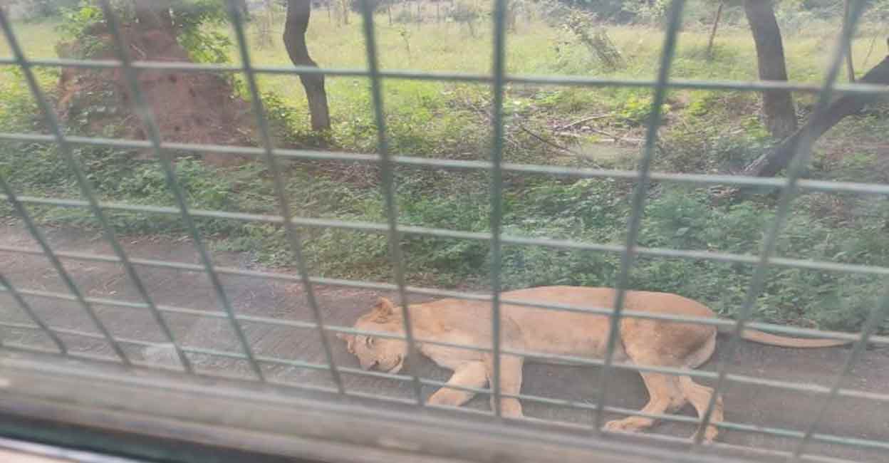 After lioness, 12-year-old lion dies of COVID-19 at Tamil Nadu zoo After lioness, 12-year-old lion dies of COVID-19 at Tamil Nadu zoo