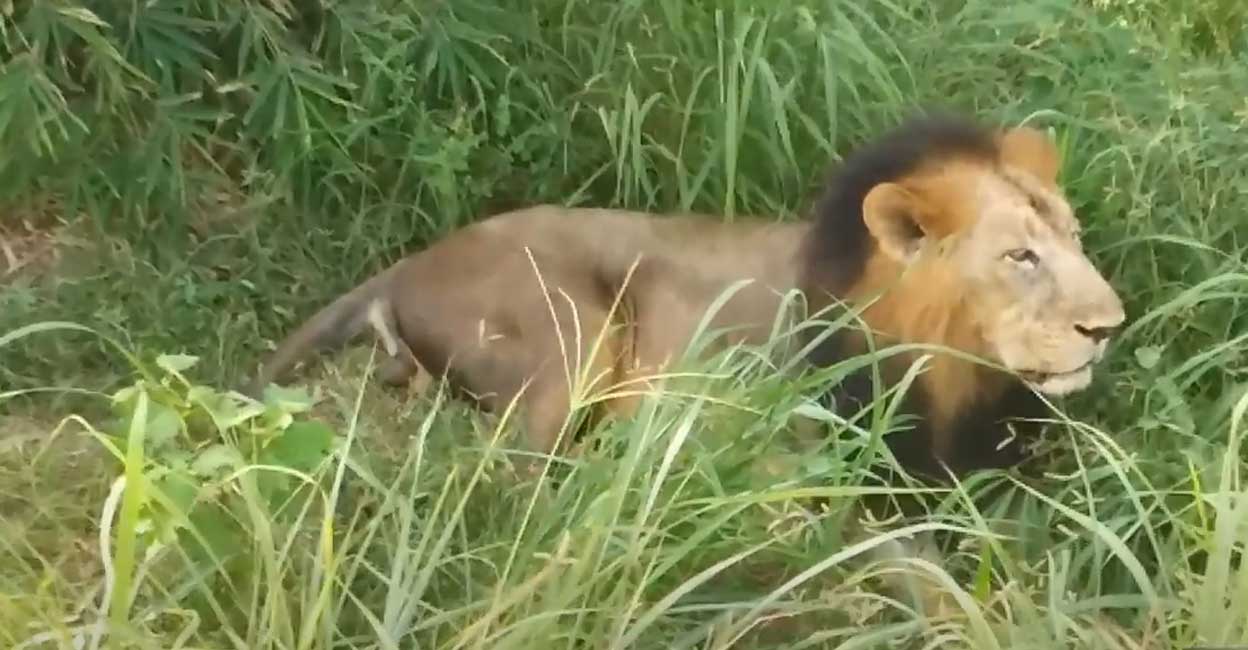 Lioness dead, 9 lions test positive for Covid in TN's Vandalur Zoo Lioness dead, 9 lions test positive for Covid in TN's Vandalur Zoo