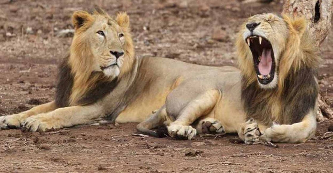 lions