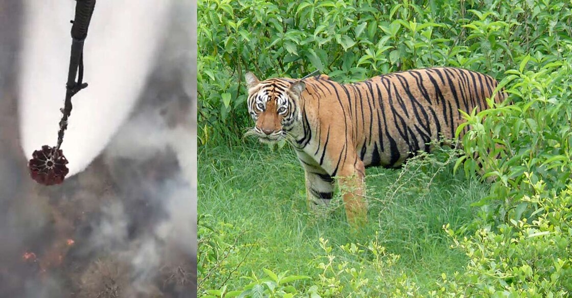 (Left) The IAF carries out Bambi Bucket operation to douse the fire, (right) file photo of  a female tiger spotted in the Sariska forest. AFP