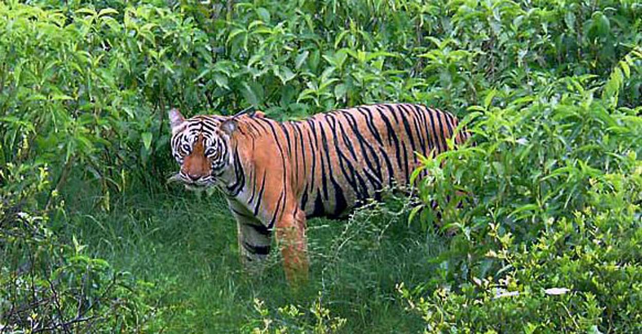 A Royal Bengal tigress shifted from Ranthambore National Park to Sariska Tiger Reserve. File/PTI 