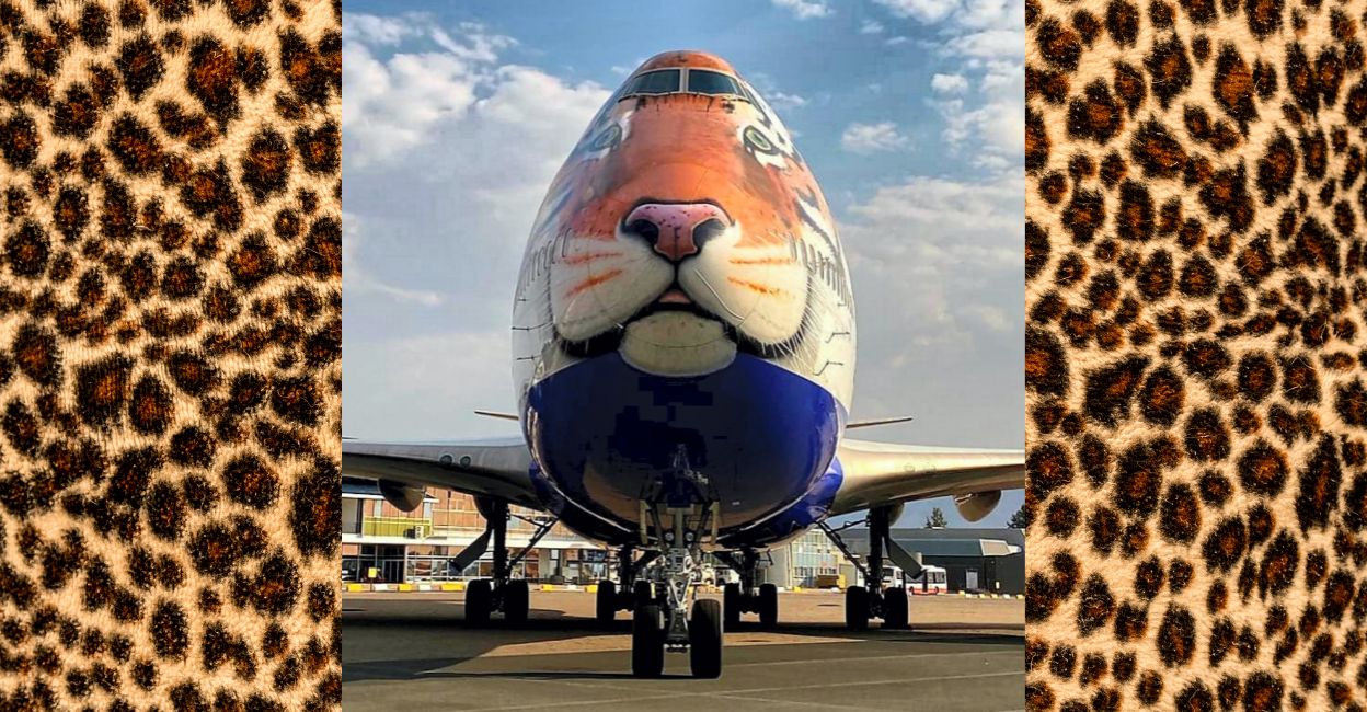 A special aeroplane with a picture of a tiger in Namibia. Eight cheetahs will travel from Namibia to India to reach Kuno-Palpur National Park in Bhopal. Photo: PTI