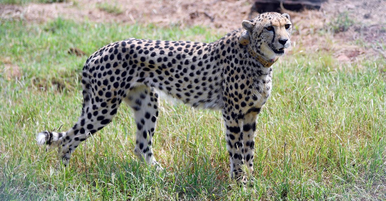 Kuno National Park's Cheetah Sasha dies due to kidney ailment before translocation