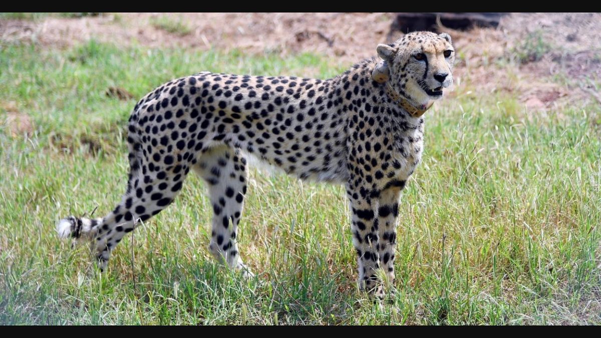 cheetah