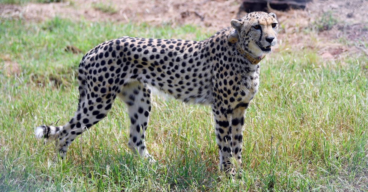 Cheetah from Namibia after being released in Kuno National Park on September 17, 2022. File photo: PTI