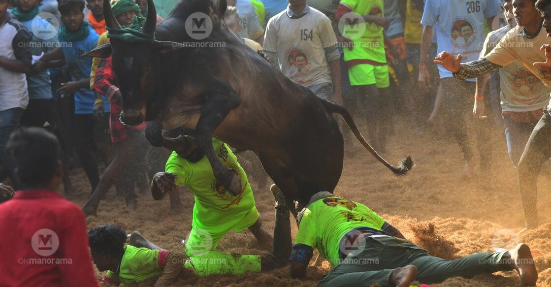 From the jallikattu bull taming sport held at Avaniyapuram in Tamil Nadu's Madurai district on Sunday. Photo: Manorama/Reju Arnold