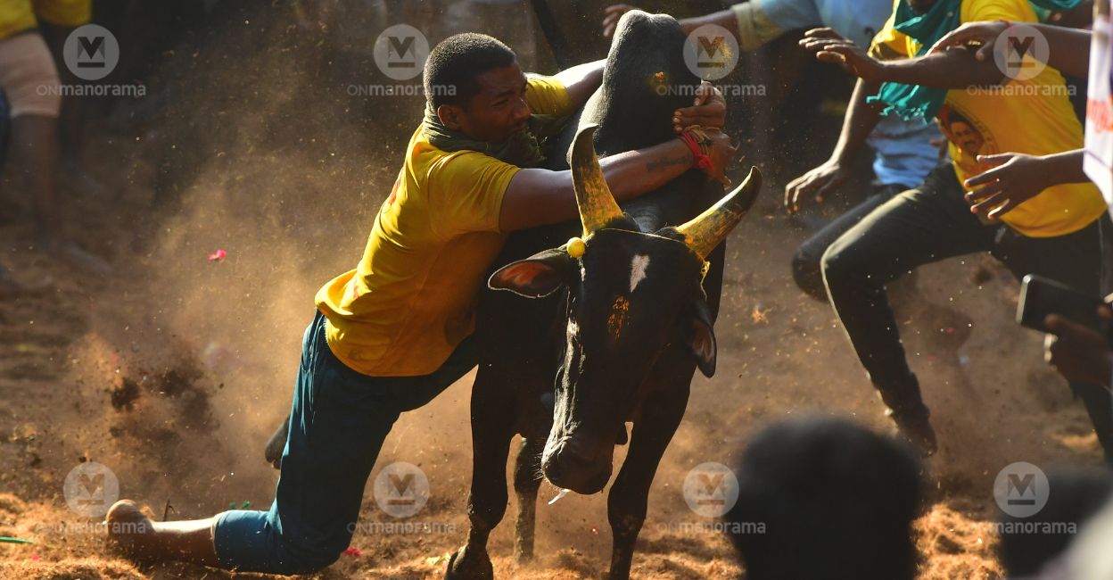 From the jallikattu bull taming sport held at Avaniyapuram in Tamil Nadu's Madurai district on Sunday. Photo: Manorama/Reju Arnold