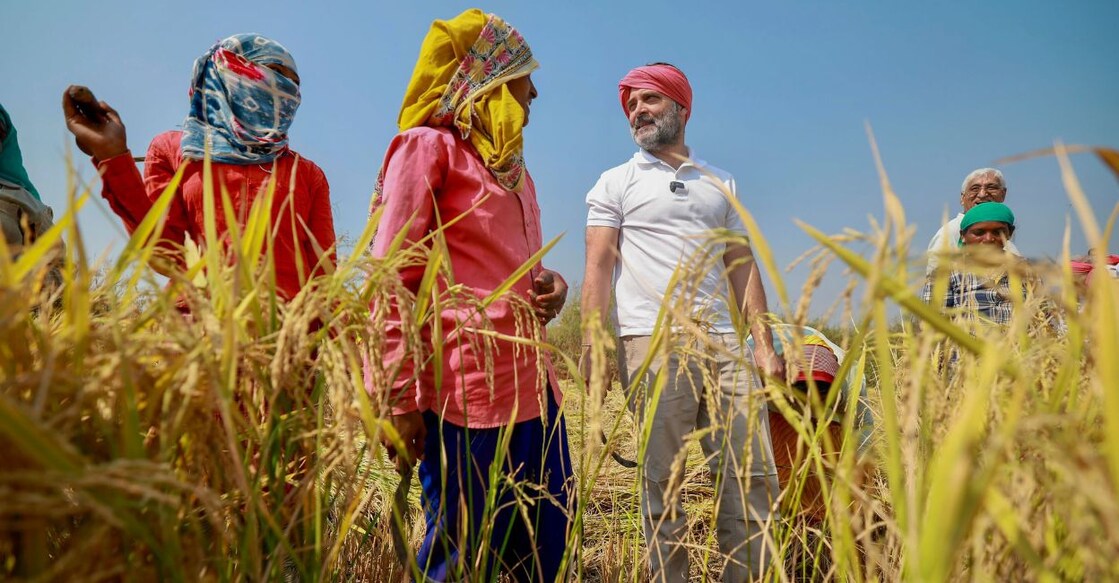 Untitled design - 1 Congress leader Rahul Gandhi with farm workers at a paddy field in Chhattisgarh in October. Photo: PTI