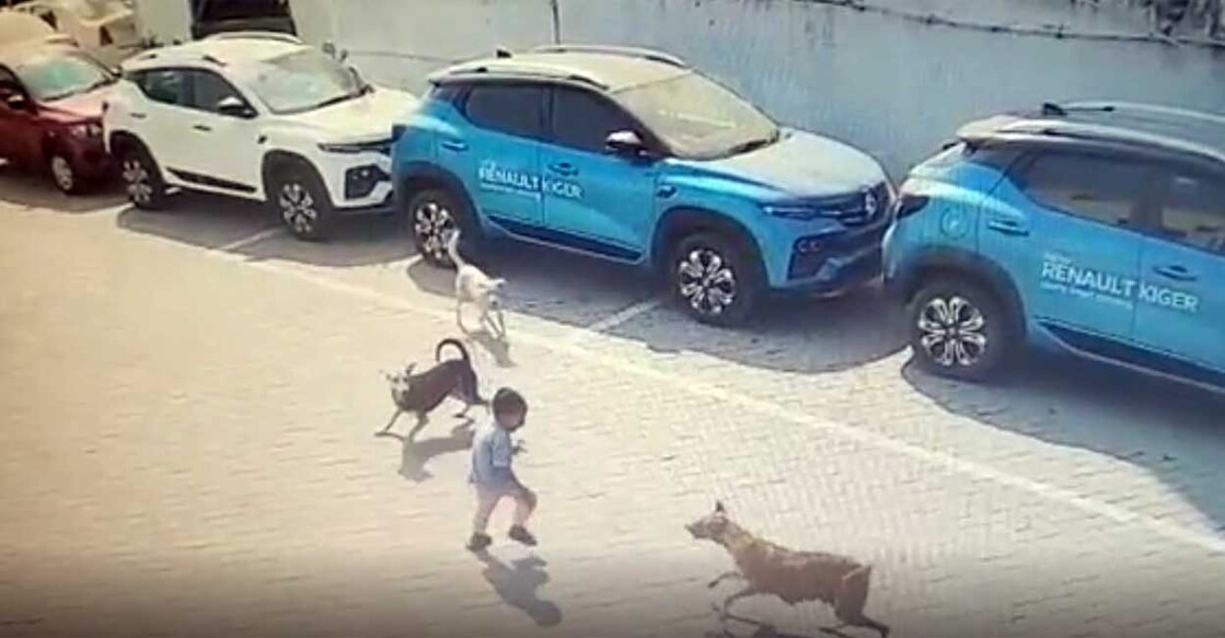 The clip shows the canines suddenly attacking the boy while tailing him. Photo: Screengrab/Twitter