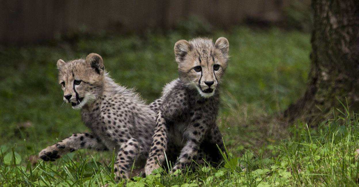 Cheetah cubs. Photo: AFP