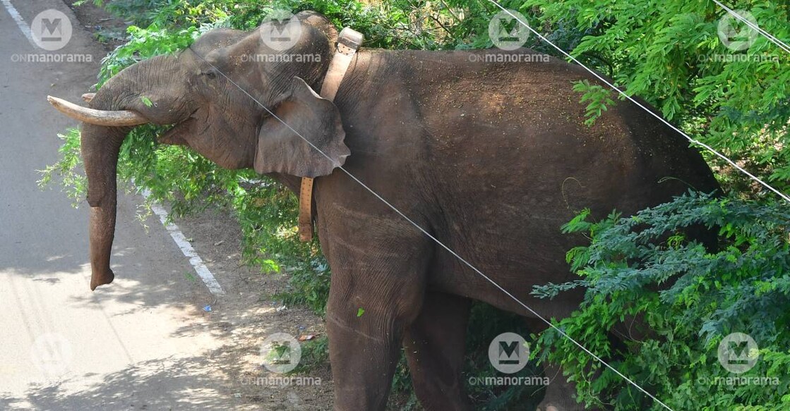 Arikomban in TN. Photo: Reju Arnold/ Manorama 