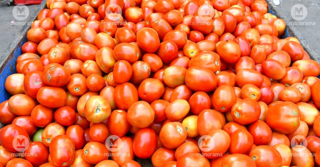 Tomato prices have shot up to over Rs 100 per kg in markets across the country recently.. Photo: Manorama/ File