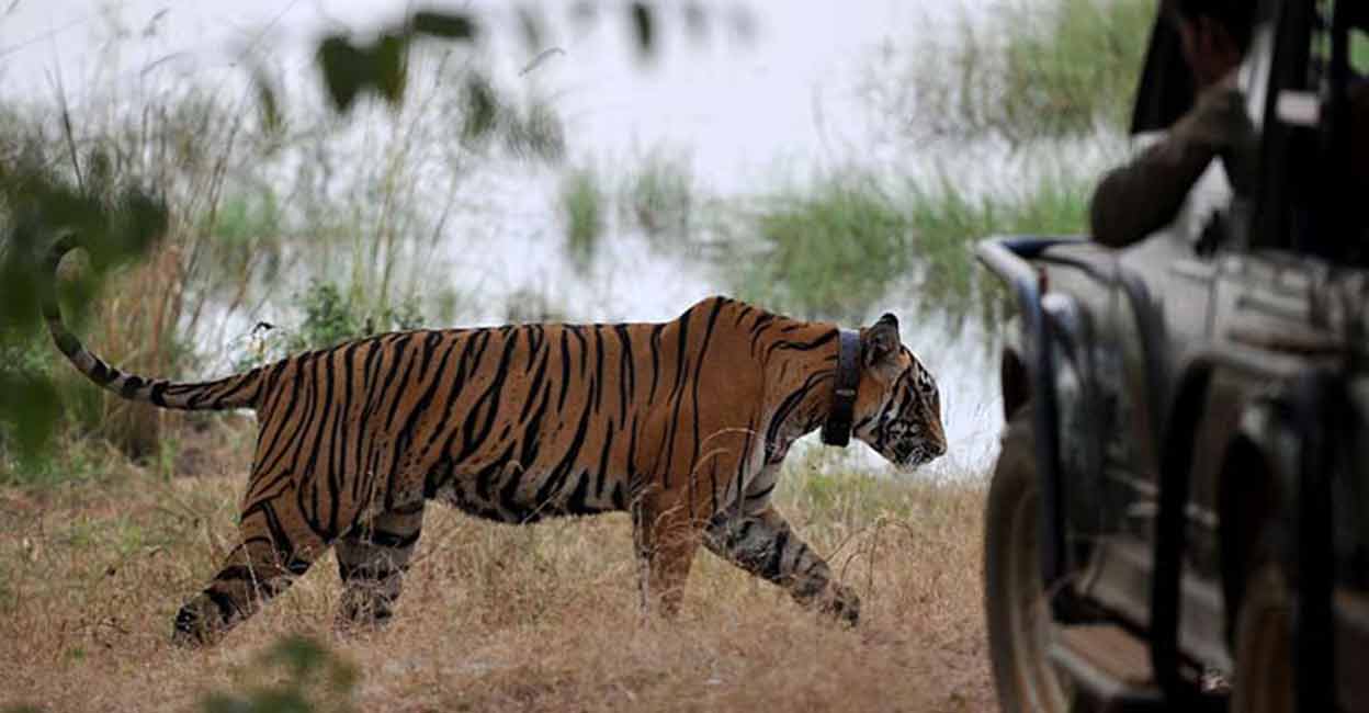 It will be Rajasthan’s fifth tiger reserve after Ranthambore, Sariska, Mukundra Hills and Ramgarh Vishdhari. Photo: AFP