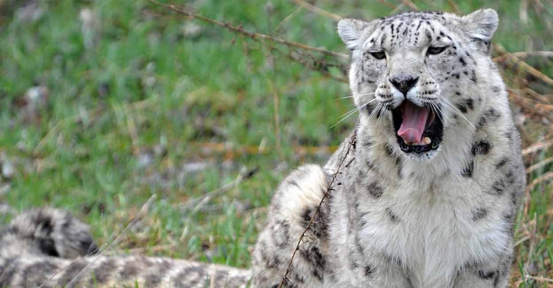 Ladakh has an estimated 477 snow leopards, Uttarakhand 124, Himachal Pradesh 51, Arunachal Pradesh 36, Sikkim 21, and Jammu & Kashmir 9. Photo: AFP