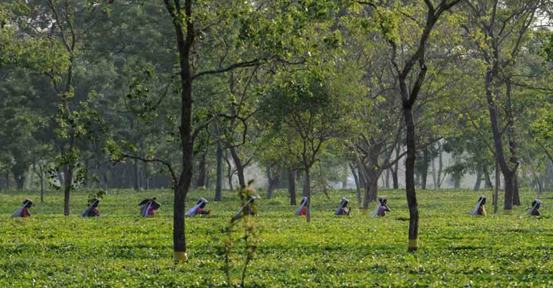 plantation Agroforestry is defined as a land use system which integrates trees and shrubs on farmlands and rural landscapes to enhance productivity and diversity. Photo: AFP