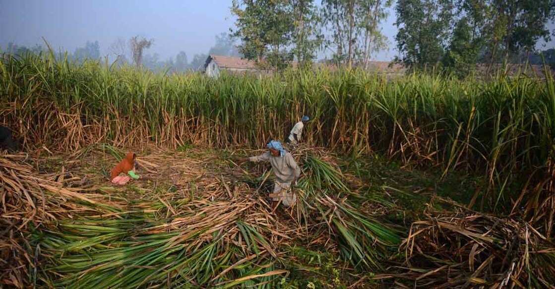 The new price of sugarcane is about 8 per cent higher than FRP of sugarcane for the current season 2023-24. Photo: AFP