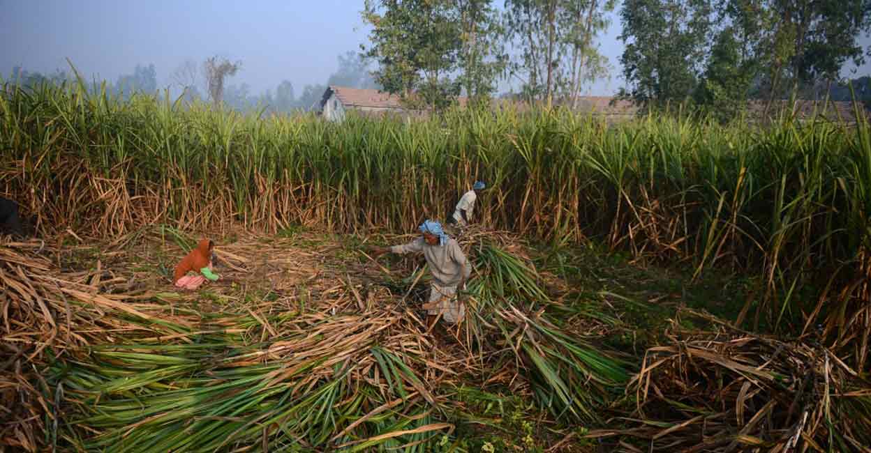The new price of sugarcane is about 8 per cent higher than FRP of sugarcane for the current season 2023-24. Photo: AFP