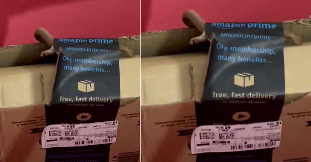 A snake, suspected to be a spectacled cobra, was stuck in the adhesive tape used for the packaging of the Amazon delivery. Photo: X