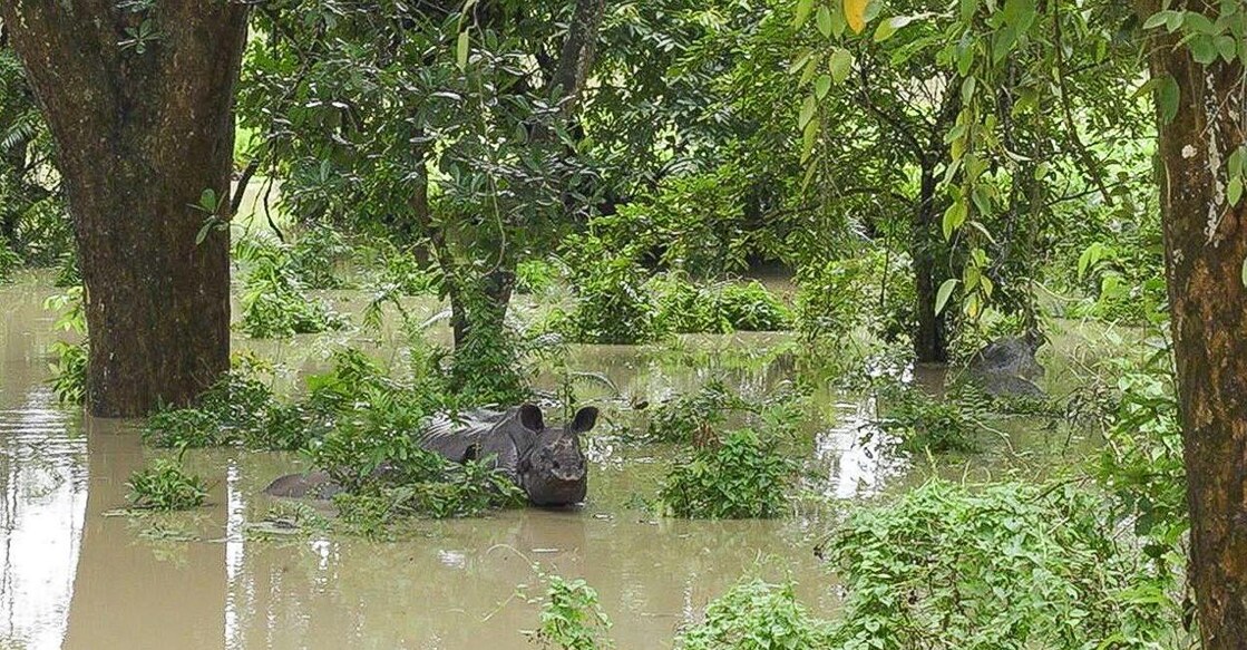 A rhino and its calf in the floodwaters near Kaziranga National Park on the National Highway. Photo: @CMOfficeAssam/X