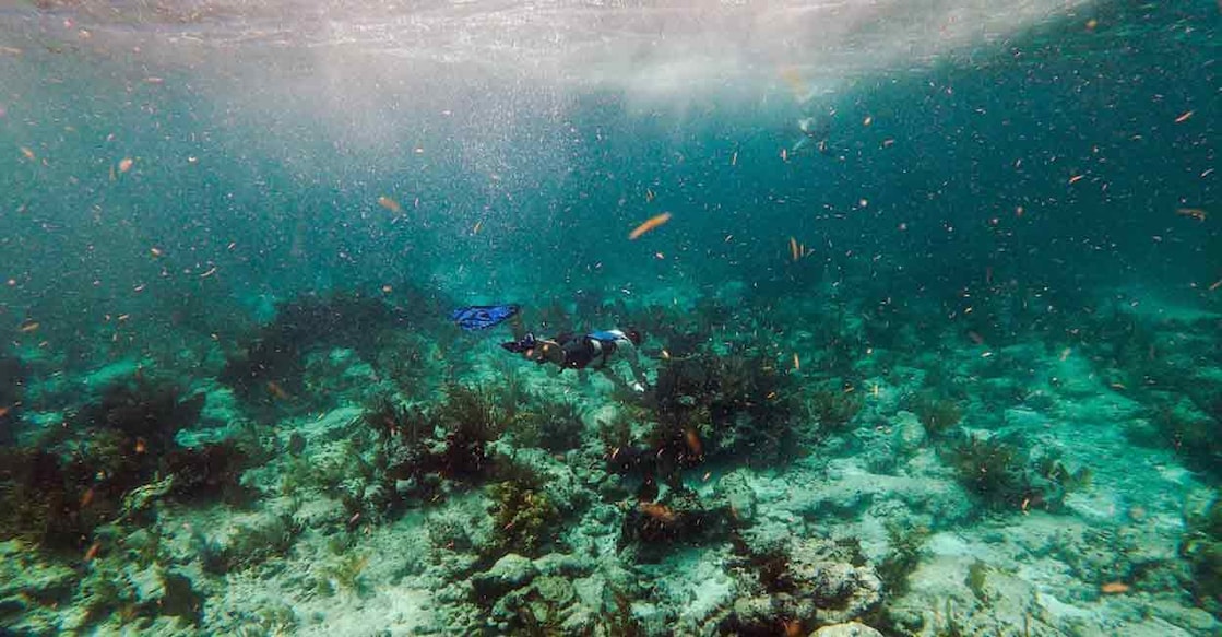 Ocean ecosystems create half the oxygen humans breathe and limit global warming by absorbing much of the carbon dioxide emitted by human activities. Photo: AFP