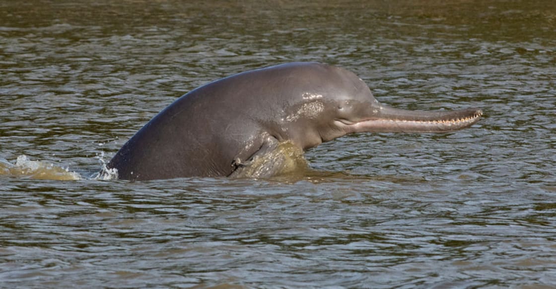 Ganges river dolphin. Photo: Manorama Online
