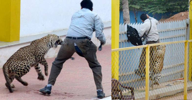 Leopard caught from Bengaluru school escapes | India News | National News