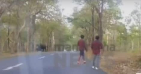 Revellers go berserk in Wayanad, attack elephants