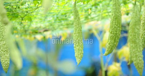 bitter-gourd-plants