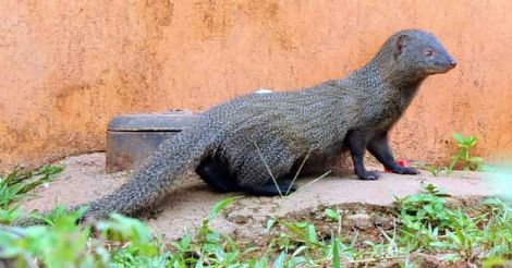 Mongoose