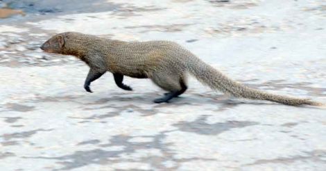 Art a deadlier foe than snake for mongoose mongoose brush hunters
