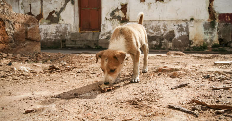 And now a puppy menace, courtesy state police chief | puppies | menace ...