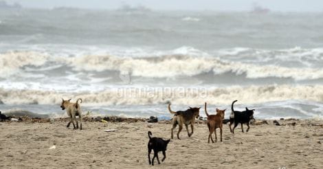 Coming soon: shelters for stray dogs in all 14 districts of Kerala