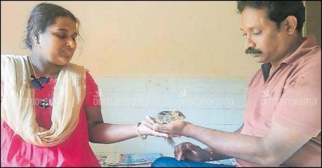 Thrissur: This rodent is welcome to share the hospital bed