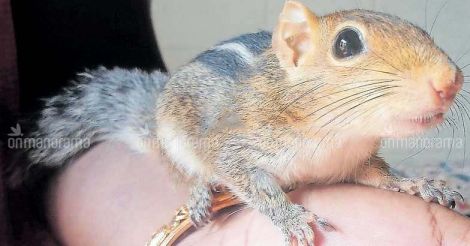 Thrissur: This rodent is welcome to share the hospital bed